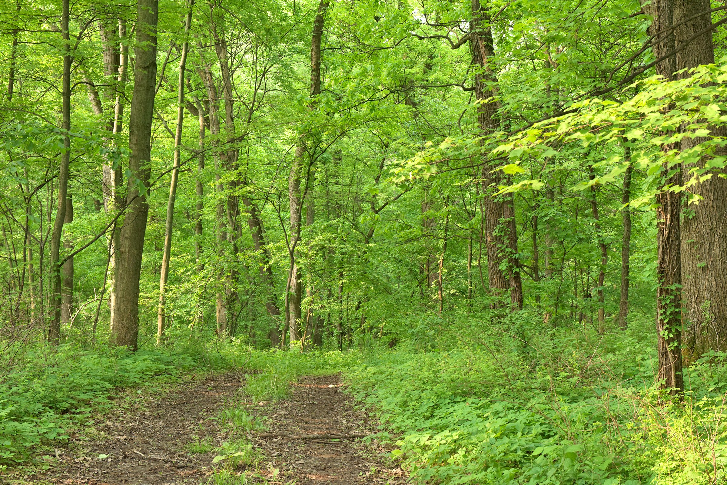 Van Buren County, Michigan farmland - LAND AUCTION - 194+/- ACRES OFFERED IN 5 TRACTS IN VAN BUREN COUNTY, MICHIGAN
